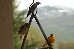 Grosbeak and Oriole.jpg